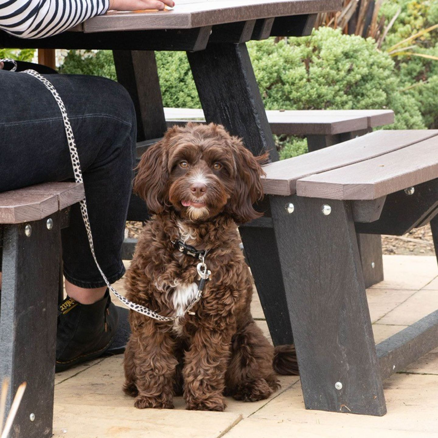 Your local dog friendly pub in Chorley